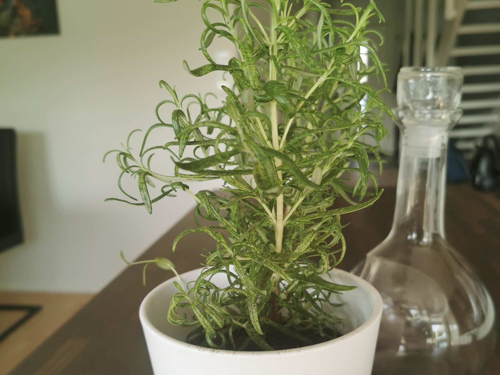 Rosemary plant in a pot indoors