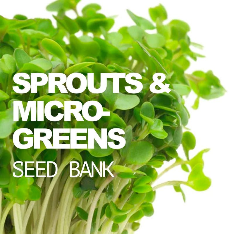 SeedsNow Micro-Greens and Sprouts Seed Bank with mason jar